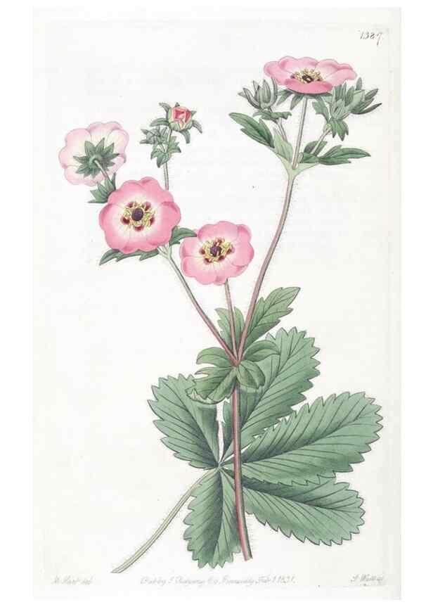 Reproducción/Reproduction 49825668362: Edwards's botanical register.. London :James Ridgway,1829-1847.. 