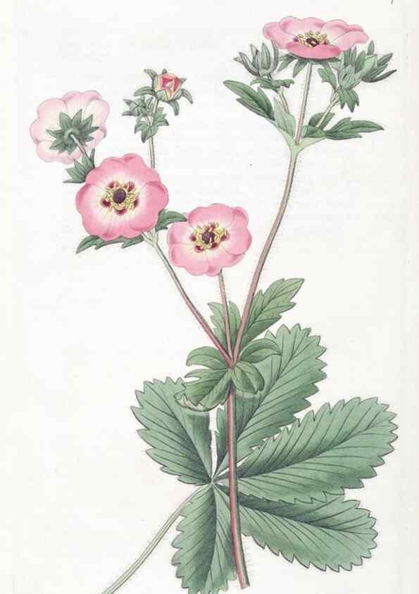 Reproducción/Reproduction 49825668362: Edwards's botanical register.. London :James Ridgway,1829-1847.. 