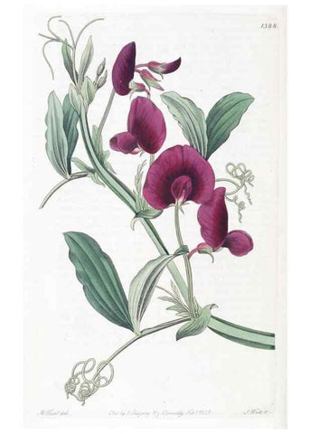 Reproducción/Reproduction 49824814763: Edwards's botanical register.. London :James Ridgway,1829-1847.. 