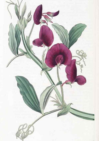 Reproducción/Reproduction 49824814763: Edwards's botanical register.. London :James Ridgway,1829-1847.. 