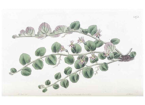 Reproducción/Reproduction 49824810988: Edwards's botanical register.. London :James Ridgway,1829-1847.. 