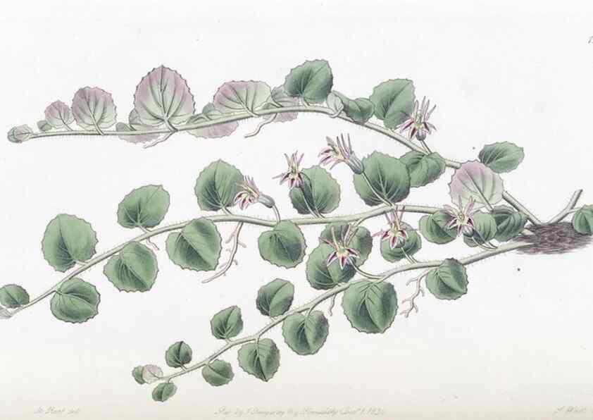 Reproducción/Reproduction 49824810988: Edwards's botanical register.. London :James Ridgway,1829-1847.. 