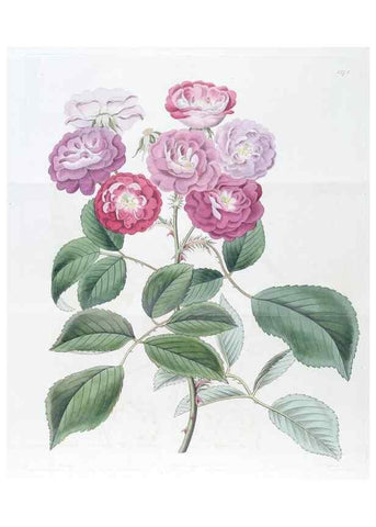 Reproducción/Reproduction 49825664642: Edwards's botanical register.. London :James Ridgway,1829-1847.. 