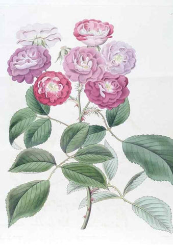 Reproducción/Reproduction 49825664642: Edwards's botanical register.. London :James Ridgway,1829-1847.. 