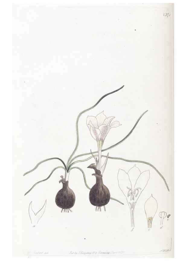 Reproducción/Reproduction 49824810538: Edwards's botanical register.. London :James Ridgway,1829-1847.. 