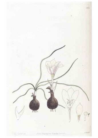Reproducción/Reproduction 49824810538: Edwards's botanical register.. London :James Ridgway,1829-1847.. 