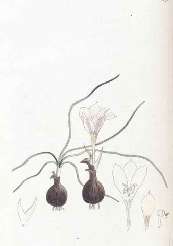 Reproducción/Reproduction 49824810538: Edwards's botanical register.. London :James Ridgway,1829-1847.. 