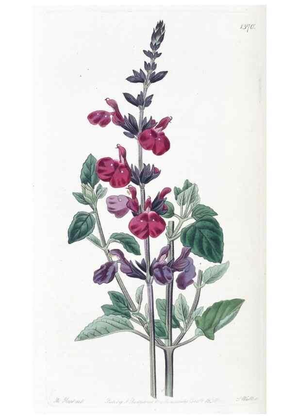 Reproducción/Reproduction 49825664172: Edwards's botanical register.. London :James Ridgway,1829-1847.. 