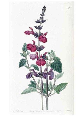 Reproducción/Reproduction 49825664172: Edwards's botanical register.. London :James Ridgway,1829-1847.. 
