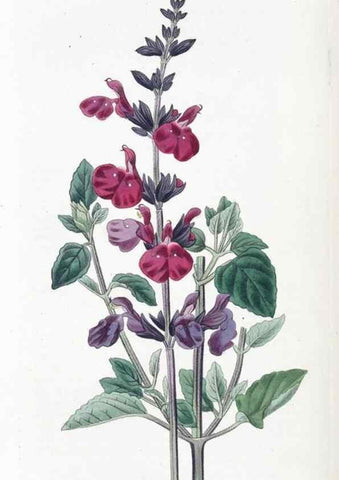 Reproducción/Reproduction 49825664172: Edwards's botanical register.. London :James Ridgway,1829-1847.. 