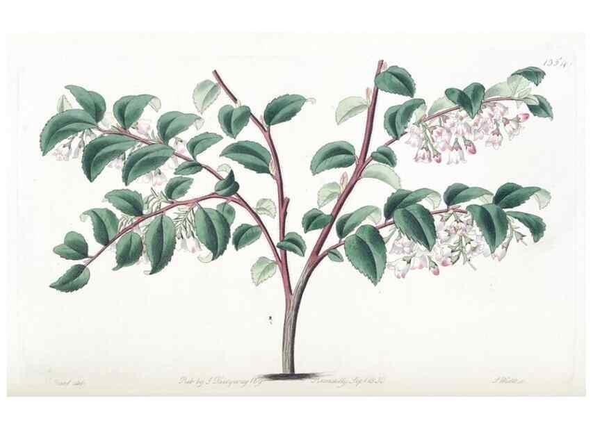 Reproducción/Reproduction 49824806153: Edwards's botanical register.. London :James Ridgway,1829-1847.. 