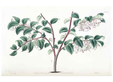 Reproducción/Reproduction 49824806153: Edwards's botanical register.. London :James Ridgway,1829-1847.. 