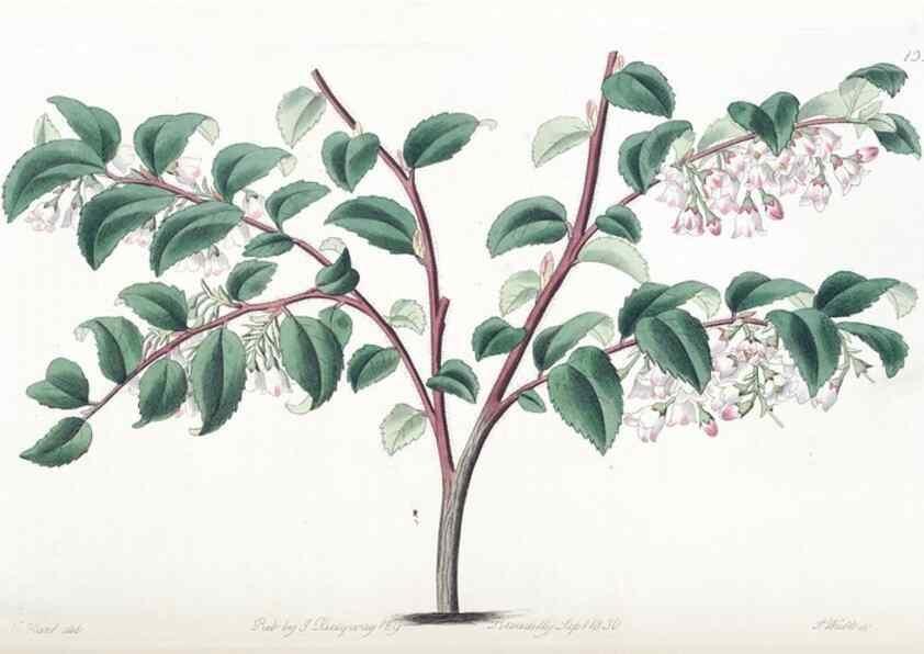 Reproducción/Reproduction 49824806153: Edwards's botanical register.. London :James Ridgway,1829-1847.. 