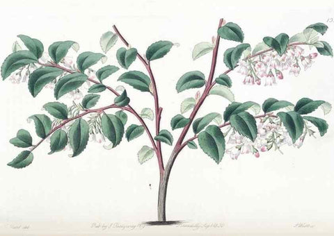 Reproducción/Reproduction 49824806153: Edwards's botanical register.. London :James Ridgway,1829-1847.. 