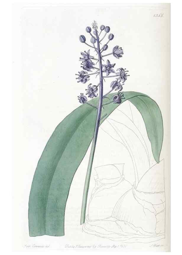 Reproducción/Reproduction 49824806373: Edwards's botanical register.. London :James Ridgway,1829-1847.. 