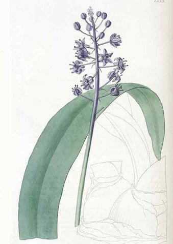 Reproducción/Reproduction 49824806373: Edwards's botanical register.. London :James Ridgway,1829-1847.. 