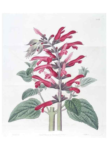Reproducción/Reproduction 49825660332: Edwards's botanical register.. London :James Ridgway,1829-1847.. 