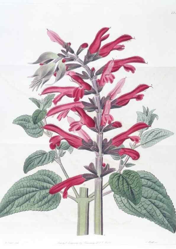 Reproducción/Reproduction 49825660332: Edwards's botanical register.. London :James Ridgway,1829-1847.. 