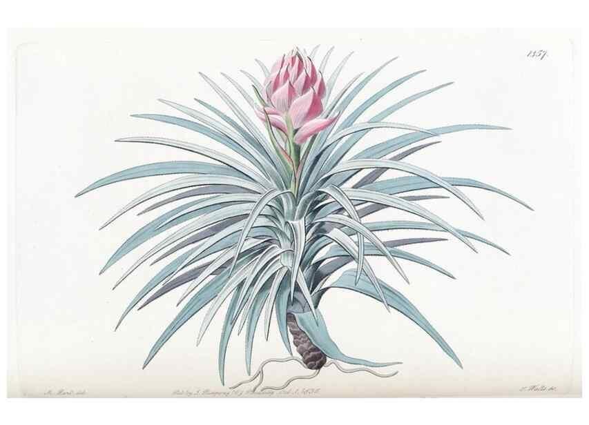 Reproducción/Reproduction 49825660572: Edwards's botanical register.. London :James Ridgway,1829-1847.. 