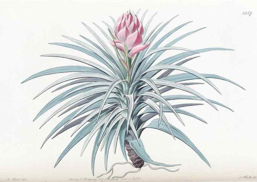 Reproducción/Reproduction 49825660572: Edwards's botanical register.. London :James Ridgway,1829-1847.. 