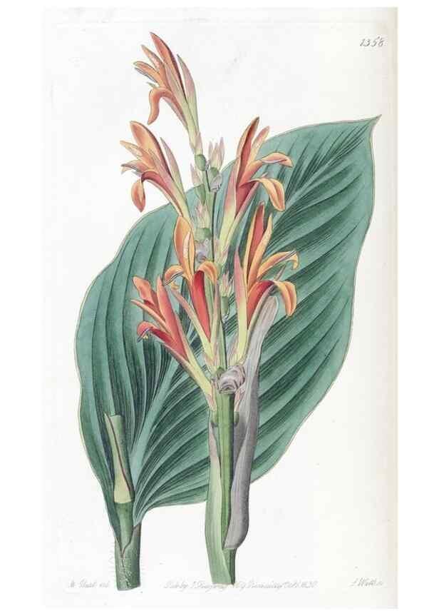Reproducción/Reproduction 49824807073: Edwards's botanical register.. London :James Ridgway,1829-1847.. 