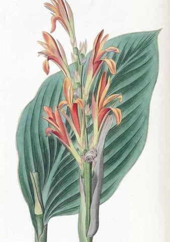 Reproducción/Reproduction 49824807073: Edwards's botanical register.. London :James Ridgway,1829-1847.. 