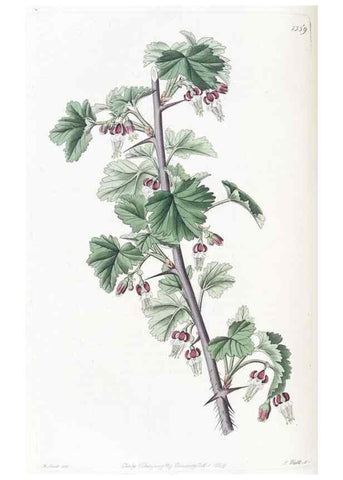 Reproducción/Reproduction 49825340091: Edwards's botanical register.. London :James Ridgway,1829-1847.. 