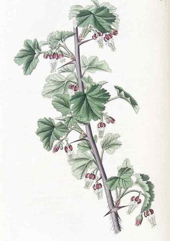 Reproducción/Reproduction 49825340091: Edwards's botanical register.. London :James Ridgway,1829-1847.. 