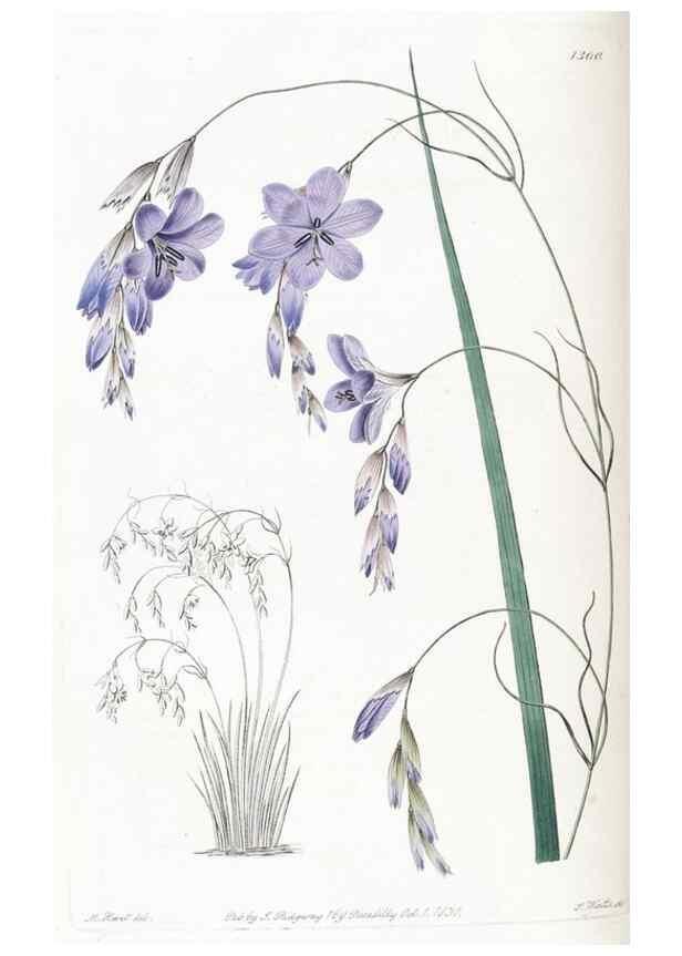 Reproducción/Reproduction 49824807573: Edwards's botanical register.. London :James Ridgway,1829-1847.. 