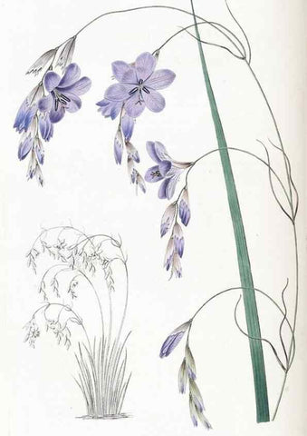 Reproducción/Reproduction 49824807573: Edwards's botanical register.. London :James Ridgway,1829-1847.. 
