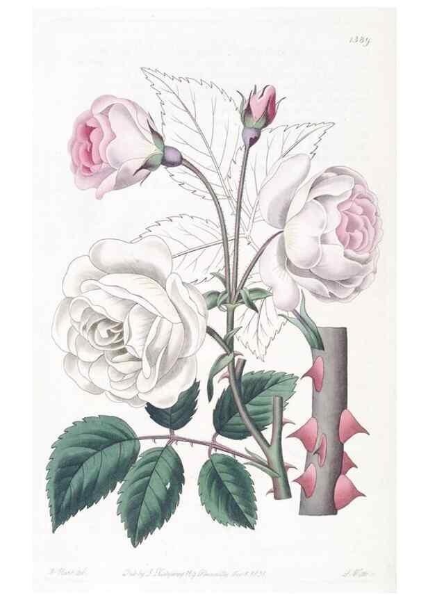 Reproducción/Reproduction 49824815013: Edwards's botanical register.. London :James Ridgway,1829-1847.. 