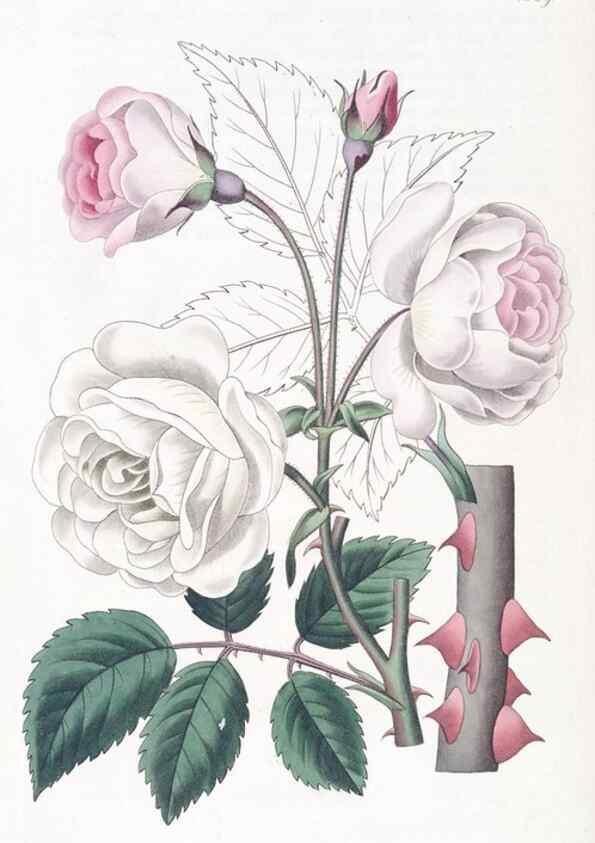 Reproducción/Reproduction 49824815013: Edwards's botanical register.. London :James Ridgway,1829-1847.. 