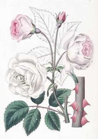 Reproducción/Reproduction 49824815013: Edwards's botanical register.. London :James Ridgway,1829-1847.. 