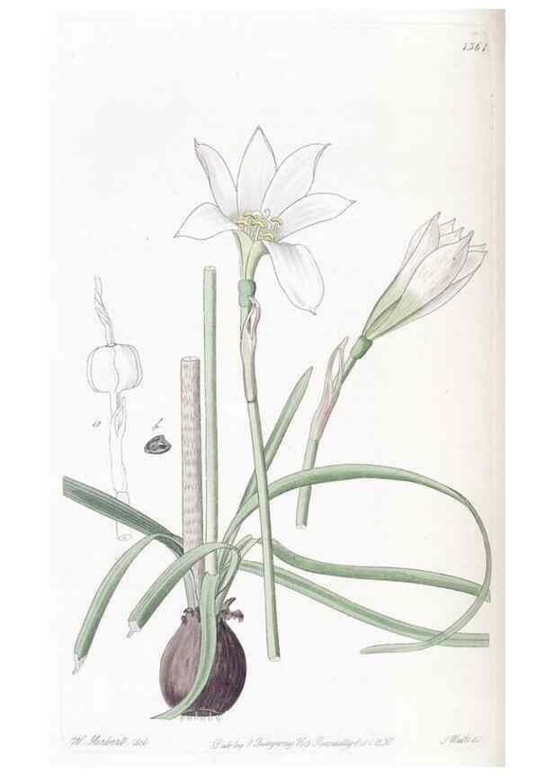 Reproducción/Reproduction 49825340536: Edwards's botanical register.. London :James Ridgway,1829-1847.. 