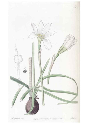 Reproducción/Reproduction 49825340536: Edwards's botanical register.. London :James Ridgway,1829-1847.. 