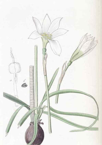 Reproducción/Reproduction 49825340536: Edwards's botanical register.. London :James Ridgway,1829-1847.. 