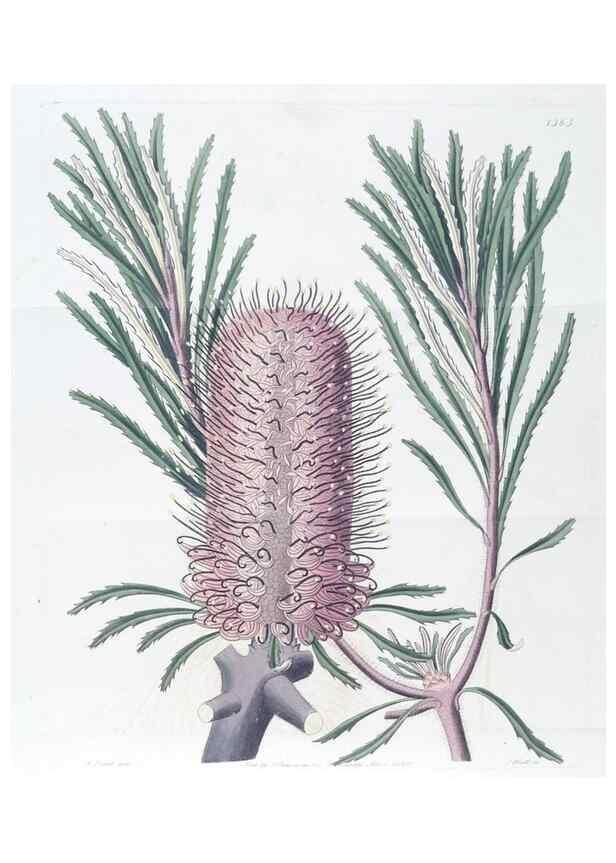 Reproducción/Reproduction 49824808323: Edwards's botanical register.. London :James Ridgway,1829-1847.. 