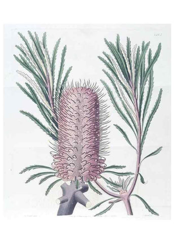 Reproducción/Reproduction 49824808323: Edwards's botanical register.. London :James Ridgway,1829-1847.. 