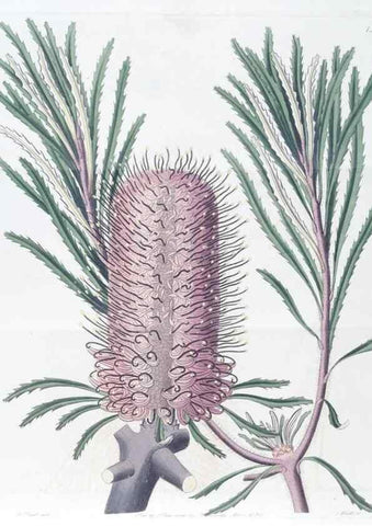 Reproducción/Reproduction 49824808323: Edwards's botanical register.. London :James Ridgway,1829-1847.. 