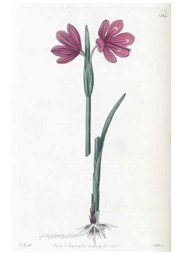 Reproducción/Reproduction 49824808603: Edwards's botanical register.. London :James Ridgway,1829-1847.. 