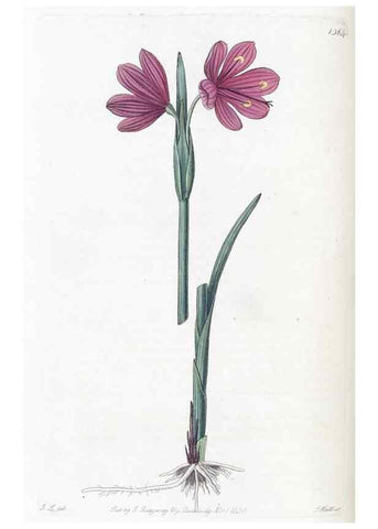 Reproducción/Reproduction 49824808603: Edwards's botanical register.. London :James Ridgway,1829-1847.. 