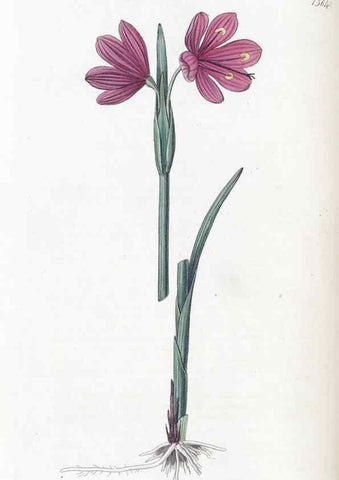 Reproducción/Reproduction 49824808603: Edwards's botanical register.. London :James Ridgway,1829-1847.. 