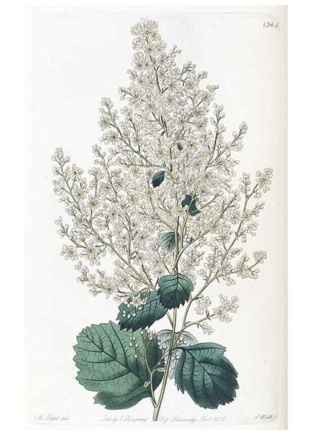 Reproducción/Reproduction 49825341771: Edwards's botanical register.. London :James Ridgway,1829-1847.. 