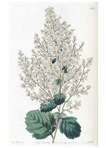 Reproducción/Reproduction 49825341771: Edwards's botanical register.. London :James Ridgway,1829-1847.. 