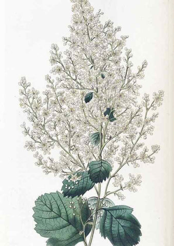 Reproducción/Reproduction 49825341771: Edwards's botanical register.. London :James Ridgway,1829-1847.. 