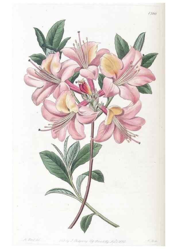 Reproducción/Reproduction 49824809243: Edwards's botanical register.. London :James Ridgway,1829-1847.. 