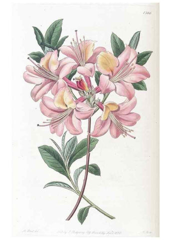 Reproducción/Reproduction 49824809243: Edwards's botanical register.. London :James Ridgway,1829-1847.. 