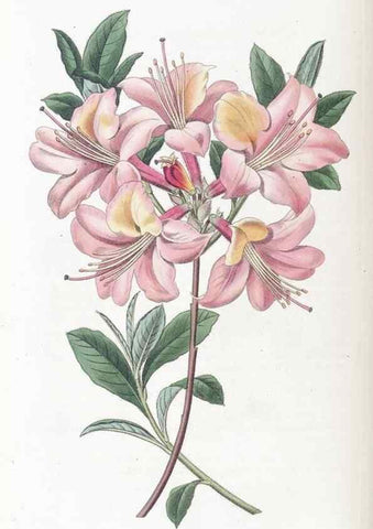 Reproducción/Reproduction 49824809243: Edwards's botanical register.. London :James Ridgway,1829-1847.. 