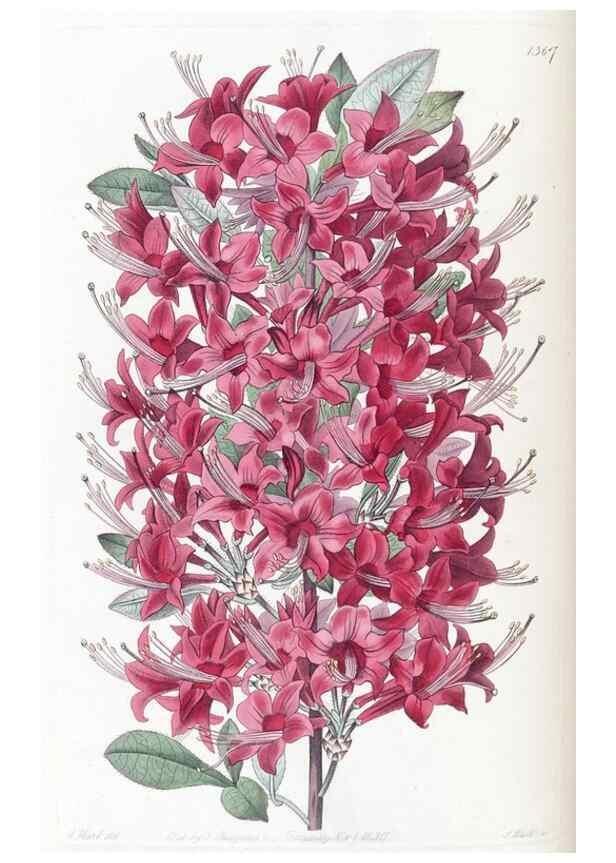 Reproducción/Reproduction 49824809568: Edwards's botanical register.. London :James Ridgway,1829-1847.. 