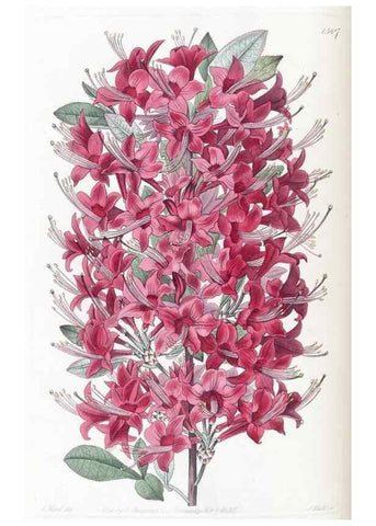 Reproducción/Reproduction 49824809568: Edwards's botanical register.. London :James Ridgway,1829-1847.. 